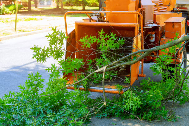 The Steps Involved in Our Tree Care Process in Boyertown, PA